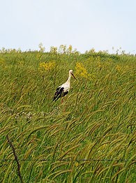 Cigogne